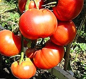 Jedan od najboljih sorti Altai selekcije - paradajz „Biyskaya rose“ - opis i preporuke za njegu