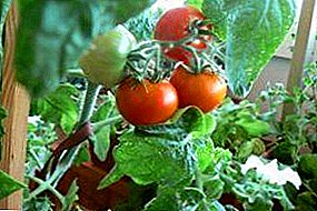 Терезеге же попту жашылча өстүрөм: баары үйдө алча помидор өстүрүү үчүн кандай