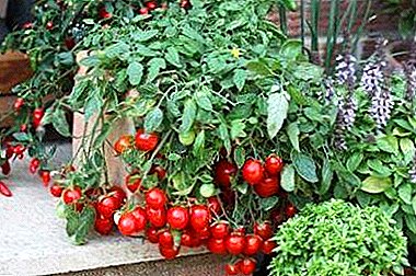 Xardín no apartamento: cultivo de tomates na xanela no inverno