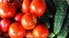 Nkhaka ndi tomato chimodzimodzi polycarbonate wowonjezera kutentha: mmene kubzala, kukula, zofanana, kusamalira