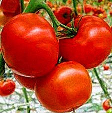 "Marissa" pomidorunun hibrit sortlarının iki variantının təsviri