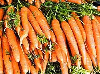 Description: characteres et features culturam varietates carrots rubrum Giant (mortuis Surrexit Rothe)