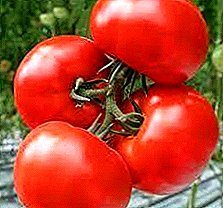 Deskripsyon, karakteristik, varyete foto tomat "Perseus"
