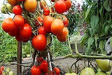 Beschreiwung an Eegeschaften vun der Varietéit vum Tomato "Kemerovoz": Charakteristiken vun Hëllef, Virdeeler a Nodeeler