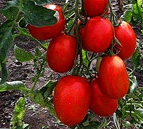 "Stolypin" tomate barietate gozoenetako baten deskribapena eta ezaugarriak.