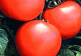 Gambaran lan karakteristik varietas awal hibrida tomat saka pilihan Walanda "Debut"