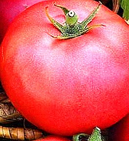"Errusiako kupula" tomate helduen barietate berriaren deskribapena.