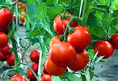 Iba't ibang paglalarawan at paglilinang ng mga hybrid tomato "Maryina Roshcha"