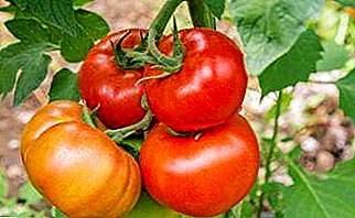 Katerangan ti rupa-rupa tomat "Anastasia": ciri utama, poto tomat, ngahasilkeun, fitur sareng kaunggulan penting
