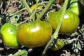 Gambaran saka jinis tomat "Emerald Apple" - tomat sing enak lan ora biasa