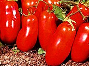 ٹماٹر کی قسم کا بیان "راکٹ": خصوصیات، پھل کی تصویر، پیداوار، اہم فوائد اور نقصانات