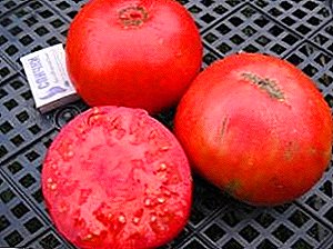 Pomidorların müxtəlif təsviri "Doğru ölçüsü", becərilməsi və əsas üstünlükləri