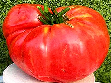 Beskrywing van Tomato-Siektesistente Suiker Reus: Tomato-groeiende en Fotograferende