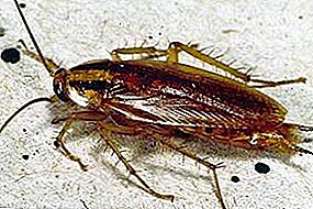 Përshkrimi i llojit të cockroaches kuqe: sa dhe ku ata jetojnë, si të race, se si të shpëtoj prej tyre në apartament