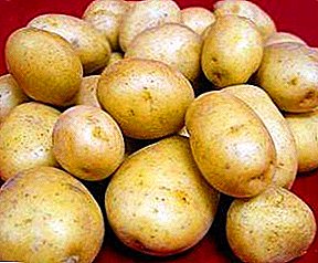 Gambaran saka varietas dhuwur kentang "Walanda"