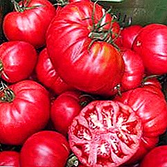 Përshkrimi i risi të lartë të prodhuar nga Hollanda - varieteti i domates Torbay