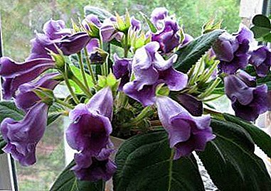 Gambaran saka tampilan Tidea lan Gloxinia, sing beda lan foto kembang Violet Tidea, uga fitur kembang