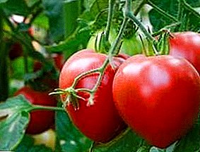 Bannaanka u khibrad leh soo jeedin - Pink spam Tomato: sharaxaad kala duwan iyo sawir