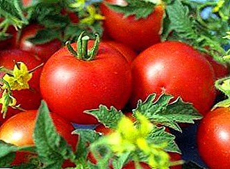 Awọn tomati ti o dara julọ "GST TST": ogbin, awọn abuda kan, alaye apejuwe