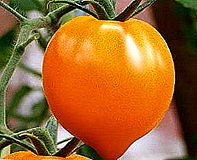 Nîşanek zêrînek bi kêfxweşiyek kêfxweş - Dilê zêrîn Tomato: taybetmendî û şirovekirina cûda, wêne