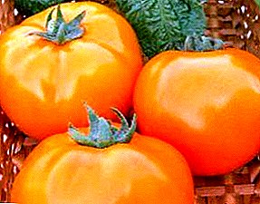 Oranje wonderwerk - Tomato "Dina": Beskrywing van die verskeidenheid, foto