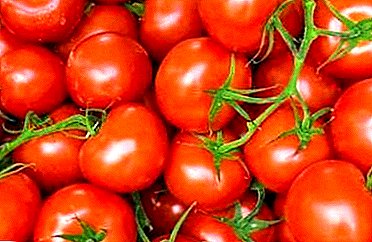 Uzta handien jatorrizko barietatea - tomateak "Elurretan sagarrak": deskribapena, ezaugarriak, argazkiak