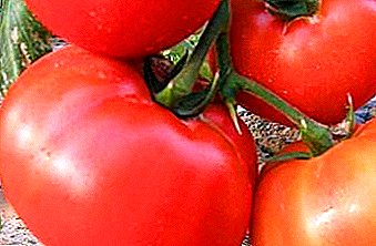 ویژگی های اصلی از انواع هیبرید امید بخش گوجه فرنگی "پادشاه پادشاهان"