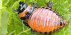 Ang pangunahing paraan ng pakikitungo sa larvae ng Colorado potato beetle