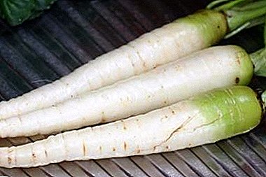 Características e características das zanahorias brancas: unha descrición das variedades populares e as regras de cultivo. Consellos útiles