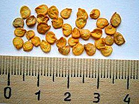 Карактеристики на подготовка на семе од бибер за сеење во садници: задолжителни видови на обработка, како правилно да се впие и марината на семињата