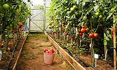 Prezentas plantojn de tomatoj en policarbonataj forcejoj