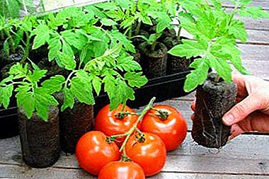 Fitur penanaman tomat di tablet peat - pro jeung kontra ngeunaan metoda ieu budidaya, aturan kanggo perawatan salajengna