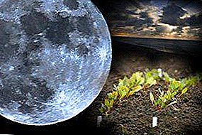 Ecoj de semado de melongenoj por plantoj en la luna kalendaro: favoraj kaj malpermesitaj tagoj por planti, kiel prepari semojn