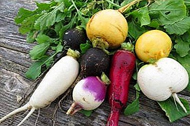 Karakteristikat e turnips të zinj, të gjelbër, të verdhë dhe të bardhë. Prona të dobishme dhe shëruese