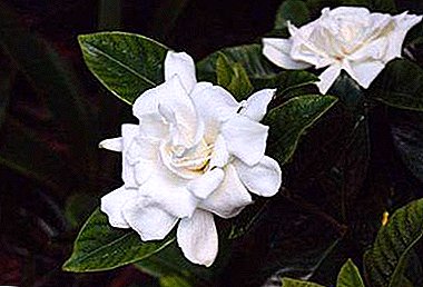 Ang mga pag-atiman alang sa gardenia: ngano nga ang mga tanom dili Bloom ug unsa ang buhaton sa dagway sa putot?