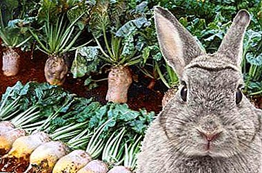 Značajke upotrebe stočne hrane za životinje - da li je moguće dati ga zečevima, pilićima, kozama i drugim stokovima?