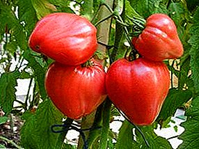 Karakteristikat e kultivimit dhe karakteristikat e varieteteve të mëdha të fruited-yielding të domate "Mrekullia e Tokës"