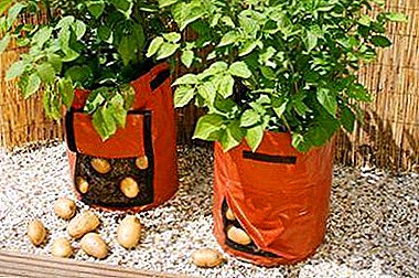 Karakteristikat e patateve në rritje në çanta dhe një përshkrim të hollësishëm të teknologjisë