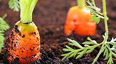 Карактеристики на растечки моркови во регионот Москва и целата централна Русија. Кога да се засади зеленчук?