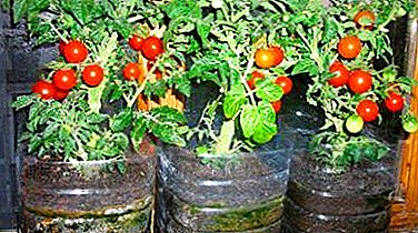 Карактеристики на растенија садници од домати во пет-литарски и други шишиња без подигање