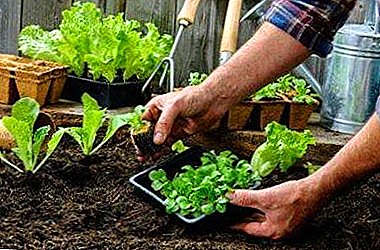 Карактеристики на растечката зелена салата - правила на садење и нега, мерки за борба против болести и штетници