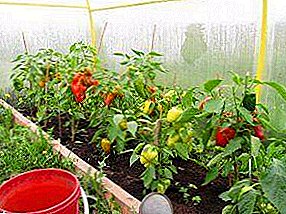 Mga tampok ng paglilinang ng matamis paminta para sa greenhouse ng polycarbonate: mula sa planting sa pasynkovaniya