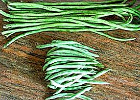 Karakteristikat e fasuleve të asparagusit në rritje
