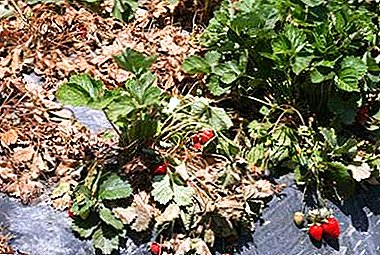 احتیاط Fusarium گیاهان را از بین می برد - چه نوع حمله و چگونه از آن خلاص شوید؟