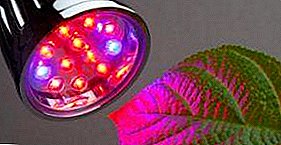Ndriçimi i serave llambat LED: karakteristikat dhe përfitimet, llojet dhe mënyrat e montimit të duarve të tyre