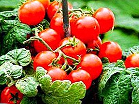 Plantulen landaketa etatik uzta: arrakastatsua sekretuak cherry tomateak hazten