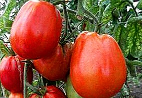 Tomatos Detholus "Cŵn Poced": llun, nodweddion a disgrifiad o'r amrywiaeth, llun o ffrwythau, tomatos