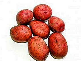 Varietetet e patates vendase Lubava: ripening i shpejte, ruajtje e gjate