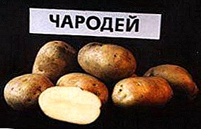 Wisaya tengah-pungkasan kentang domestik: ciri khas, deskripsi lan foto