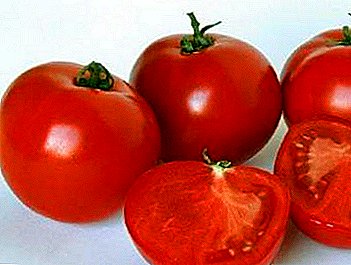 Apik macem jinis tomat "Polbig" bakal bungahake tukang kebon lan petani